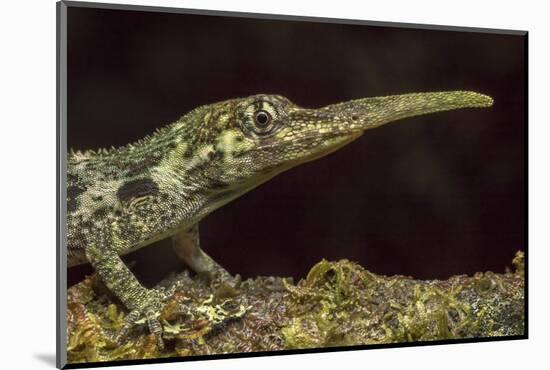 Pinocchio Lizard (Anolis Proboscis) Male, Mindo, Ecuador. Controlled Conditions-Melvin Grey-Mounted Photographic Print