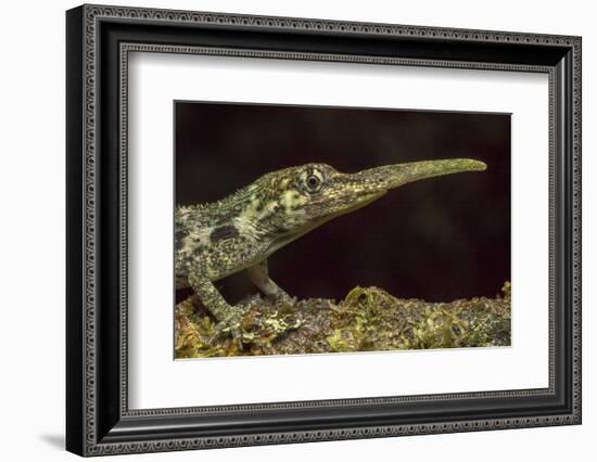 Pinocchio Lizard (Anolis Proboscis) Male, Mindo, Ecuador. Controlled Conditions-Melvin Grey-Framed Photographic Print