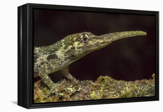 Pinocchio Lizard (Anolis Proboscis) Male, Mindo, Ecuador. Controlled Conditions-Melvin Grey-Framed Premier Image Canvas