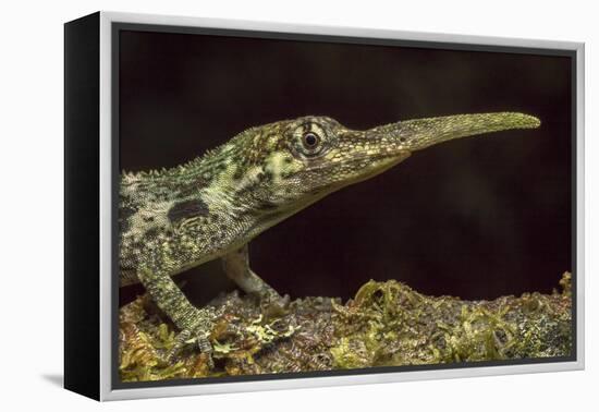 Pinocchio Lizard (Anolis Proboscis) Male, Mindo, Ecuador. Controlled Conditions-Melvin Grey-Framed Premier Image Canvas