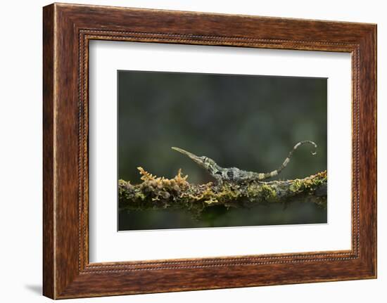 Pinocchio Lizard (Anolis Proboscis) Male, Mindo, Ecuador. Controlled Conditions-Melvin Grey-Framed Photographic Print