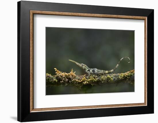 Pinocchio Lizard (Anolis Proboscis) Male, Mindo, Ecuador. Controlled Conditions-Melvin Grey-Framed Photographic Print