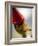 Pinocchio-Angelo Cavalli-Framed Photographic Print