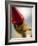 Pinocchio-Angelo Cavalli-Framed Photographic Print