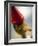 Pinocchio-Angelo Cavalli-Framed Photographic Print