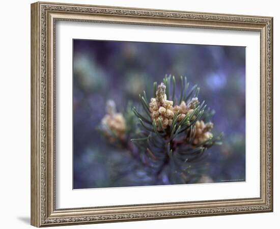 Pinon, New Mexico, USA-Judith Haden-Framed Photographic Print