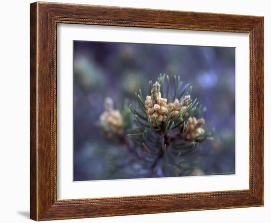 Pinon, New Mexico, USA-Judith Haden-Framed Photographic Print