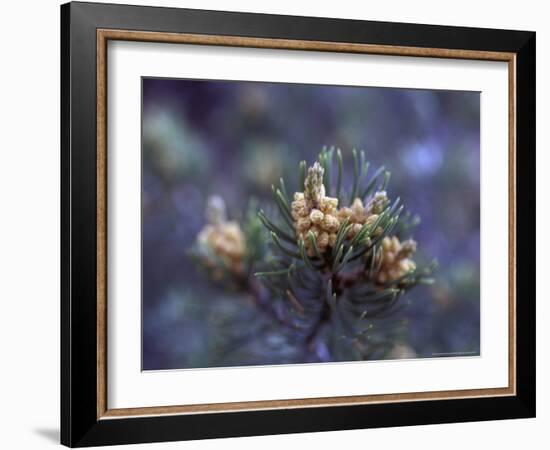 Pinon, New Mexico, USA-Judith Haden-Framed Photographic Print