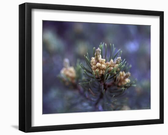 Pinon, New Mexico, USA-Judith Haden-Framed Photographic Print