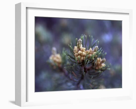 Pinon, New Mexico, USA-Judith Haden-Framed Photographic Print