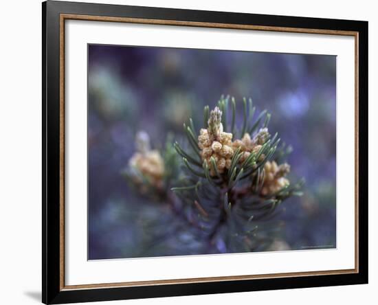 Pinon, New Mexico, USA-Judith Haden-Framed Photographic Print