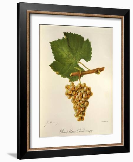 Pinot Blanc Chardonnay Grape-J. Troncy-Framed Giclee Print