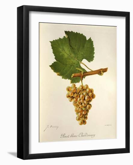 Pinot Blanc Chardonnay Grape-J. Troncy-Framed Giclee Print