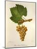 Pinot Blanc Chardonnay Grape-J. Troncy-Mounted Giclee Print