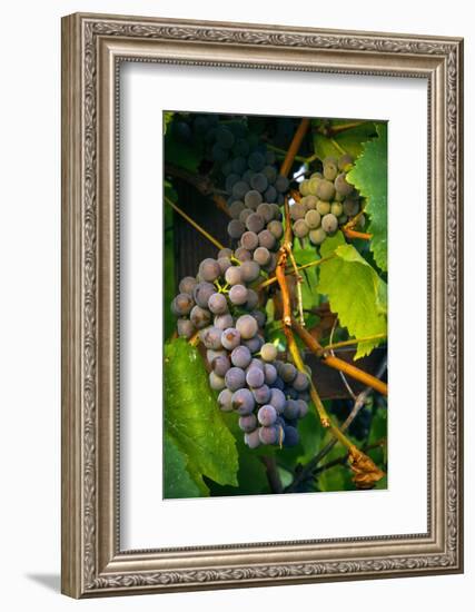 Pinot Gris Grapes, Keizer, Oregon, USA-Rick A Brown-Framed Photographic Print