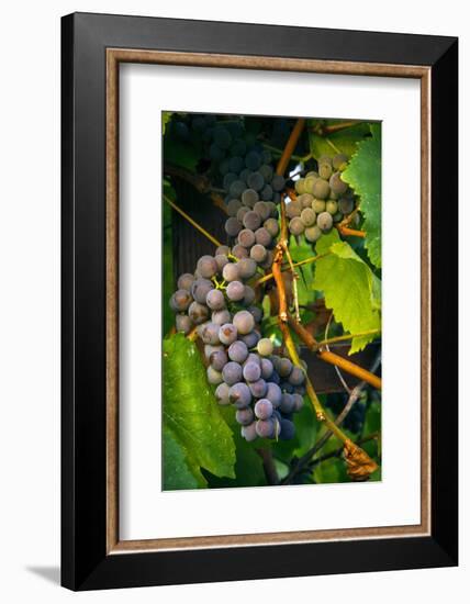 Pinot Gris Grapes, Keizer, Oregon, USA-Rick A Brown-Framed Photographic Print