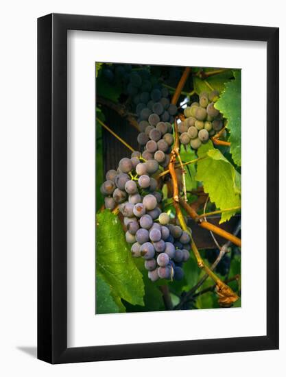 Pinot Gris Grapes, Keizer, Oregon, USA-Rick A Brown-Framed Photographic Print