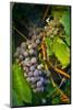 Pinot Gris Grapes, Keizer, Oregon, USA-Rick A Brown-Mounted Photographic Print
