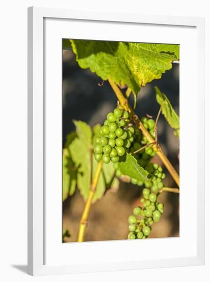 Pinot Gris Grapes Ripen at a Whidbey Island Vineyard, Washington, USA-Richard Duval-Framed Photographic Print