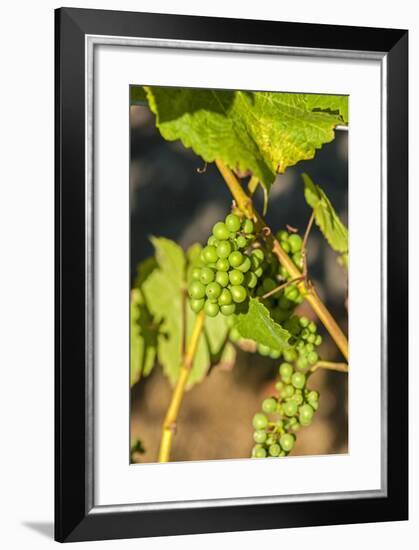 Pinot Gris Grapes Ripen at a Whidbey Island Vineyard, Washington, USA-Richard Duval-Framed Photographic Print