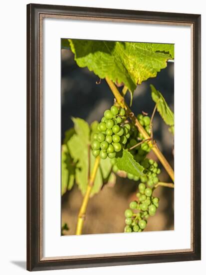 Pinot Gris Grapes Ripen at a Whidbey Island Vineyard, Washington, USA-Richard Duval-Framed Photographic Print