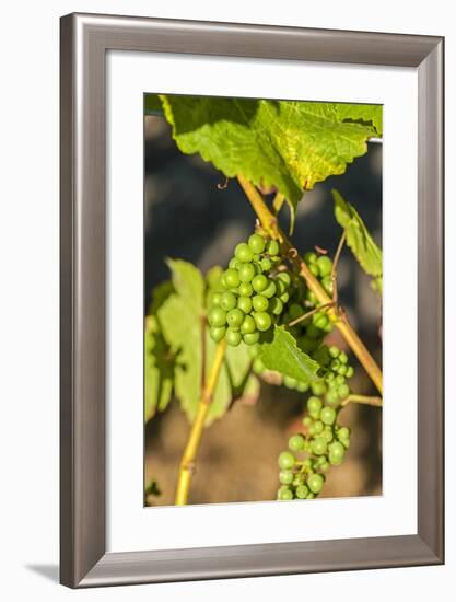 Pinot Gris Grapes Ripen at a Whidbey Island Vineyard, Washington, USA-Richard Duval-Framed Photographic Print