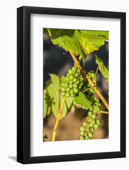 Pinot Gris Grapes Ripen at a Whidbey Island Vineyard, Washington, USA-Richard Duval-Framed Photographic Print