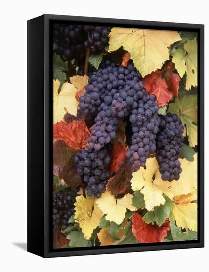 Pinot Noir Grape, Close-Up, Willamette Valley, Oregon, USA-Stuart Westmorland-Framed Premier Image Canvas