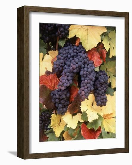 Pinot Noir Grape, Close-Up, Willamette Valley, Oregon, USA-Stuart Westmorland-Framed Photographic Print
