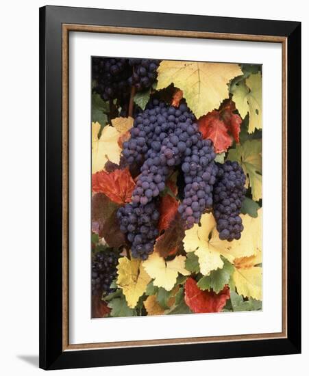 Pinot Noir Grape, Close-Up, Willamette Valley, Oregon, USA-Stuart Westmorland-Framed Photographic Print