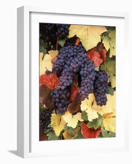 Pinot Noir Grape, Close-Up, Willamette Valley, Oregon, USA-Stuart Westmorland-Framed Photographic Print