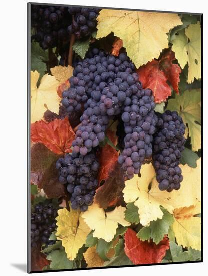 Pinot Noir Grape, Close-Up, Willamette Valley, Oregon, USA-Stuart Westmorland-Mounted Photographic Print
