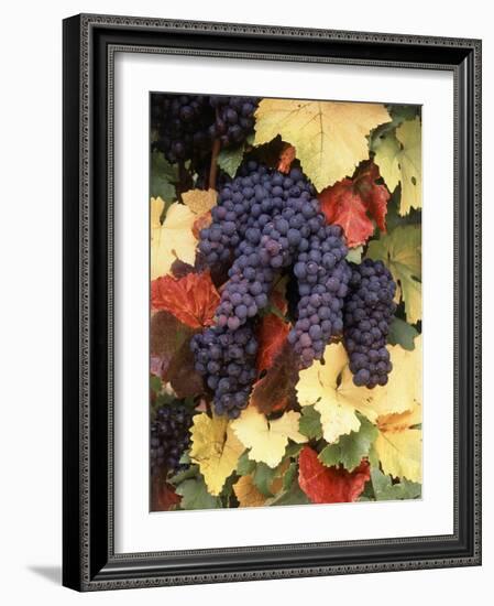 Pinot Noir Grape, Close-Up, Willamette Valley, Oregon, USA-Stuart Westmorland-Framed Photographic Print