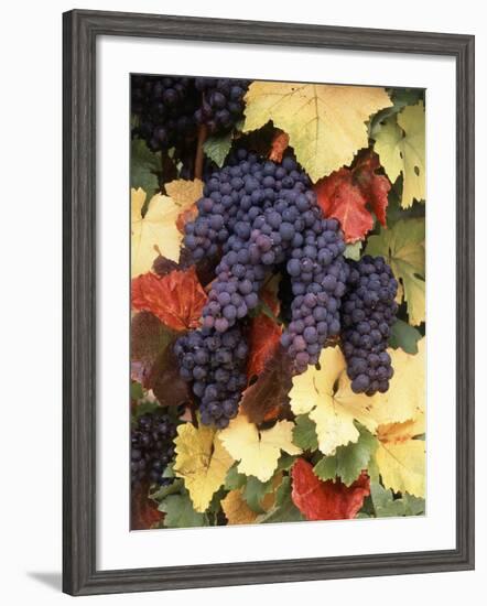 Pinot Noir Grape, Close-Up, Willamette Valley, Oregon, USA-Stuart Westmorland-Framed Photographic Print