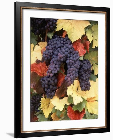 Pinot Noir Grape, Close-Up, Willamette Valley, Oregon, USA-Stuart Westmorland-Framed Photographic Print