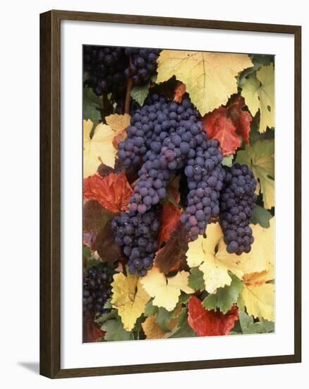 Pinot Noir Grape, Close-Up, Willamette Valley, Oregon, USA-Stuart Westmorland-Framed Photographic Print