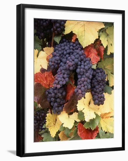 Pinot Noir Grape, Close-Up, Willamette Valley, Oregon, USA-Stuart Westmorland-Framed Photographic Print