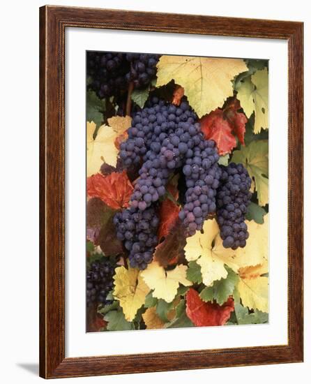 Pinot Noir Grape, Close-Up, Willamette Valley, Oregon, USA-Stuart Westmorland-Framed Photographic Print