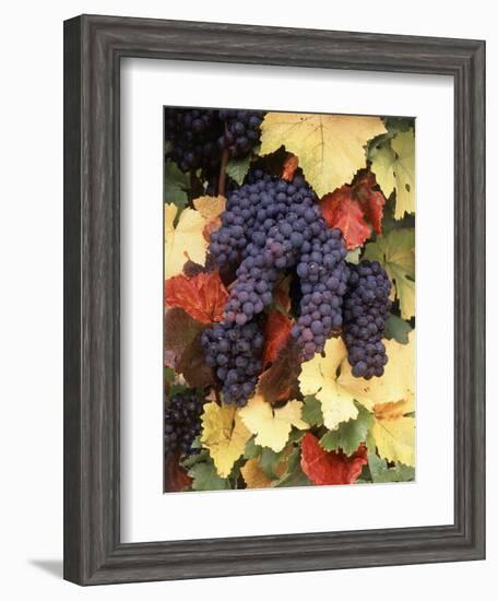 Pinot Noir Grape, Close-Up, Willamette Valley, Oregon, USA-Stuart Westmorland-Framed Photographic Print