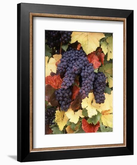 Pinot Noir Grape, Close-Up, Willamette Valley, Oregon, USA-Stuart Westmorland-Framed Photographic Print