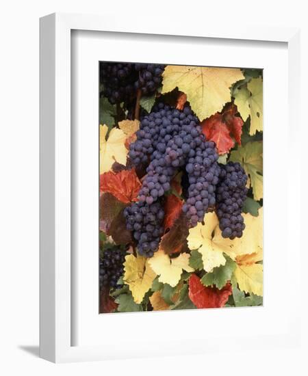 Pinot Noir Grape, Close-Up, Willamette Valley, Oregon, USA-Stuart Westmorland-Framed Photographic Print