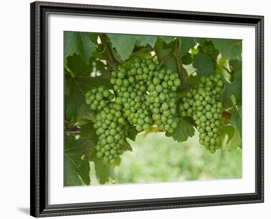 Pinot Noir Grapes, Domain Road Vineyard, Bannockburn, Central Otago, South Island, New Zealand-David Wall-Framed Photographic Print