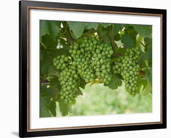 Pinot Noir Grapes, Domain Road Vineyard, Bannockburn, Central Otago, South Island, New Zealand-David Wall-Framed Photographic Print