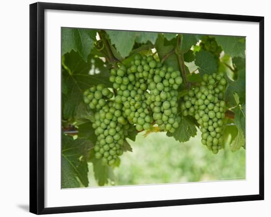 Pinot Noir Grapes, Domain Road Vineyard, Bannockburn, Central Otago, South Island, New Zealand-David Wall-Framed Photographic Print