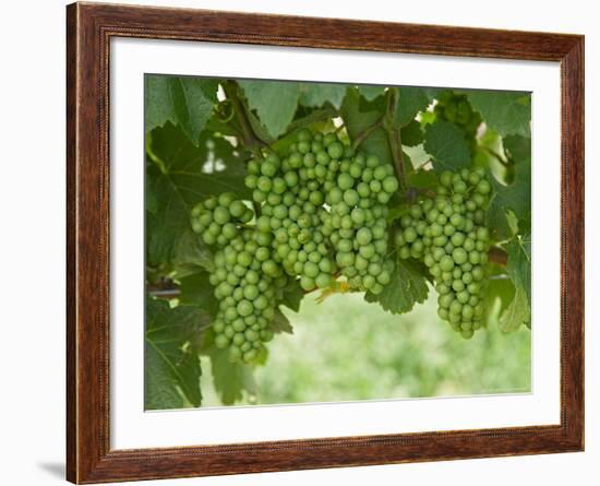 Pinot Noir Grapes, Domain Road Vineyard, Bannockburn, Central Otago, South Island, New Zealand-David Wall-Framed Photographic Print