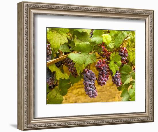 Pinot Noir Grapes in Eastern Yakima Valley, Washington, USA-Richard Duval-Framed Photographic Print