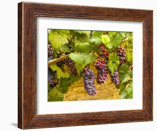 Pinot Noir Grapes in Eastern Yakima Valley, Washington, USA-Richard Duval-Framed Photographic Print