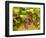 Pinot Noir Grapes in Eastern Yakima Valley, Washington, USA-Richard Duval-Framed Photographic Print