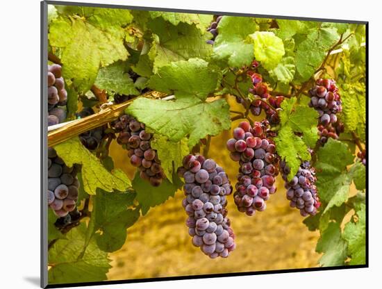 Pinot Noir Grapes in Eastern Yakima Valley, Washington, USA-Richard Duval-Mounted Photographic Print