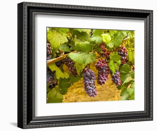 Pinot Noir Grapes in Eastern Yakima Valley, Washington, USA-Richard Duval-Framed Photographic Print